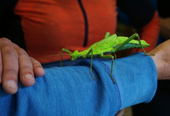 Heteropteryx dilatata