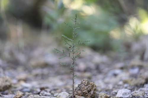 Cupressus sempervirens — photo 3