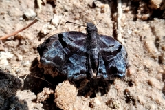 Helias phalaenoides