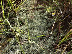 Helichrysum caespititium