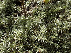 Helichrysum caespititium