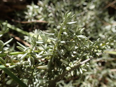 Helichrysum caespititium