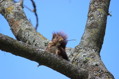 Sciurus vulgaris