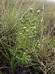 Lippia javanica