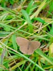Cissia phronius