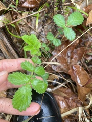 Agrimonia microcarpa