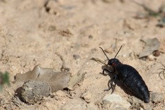 Physomeloe corallifer