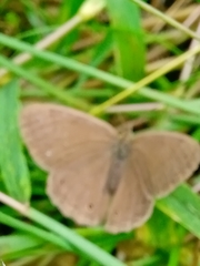 Cissia phronius