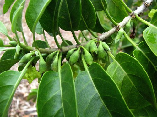 Nothocestrum breviflorum