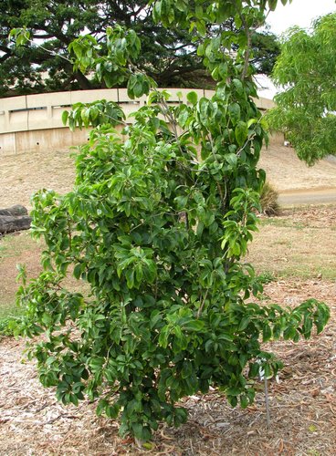 Nothocestrum breviflorum