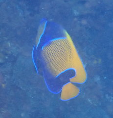 Pomacanthus navarchus