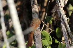 Cichladusa arquata