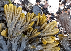 Fucus ceranoides