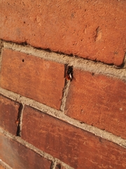 Osmia cornuta