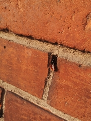 Osmia cornuta