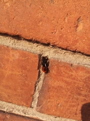 Osmia cornuta