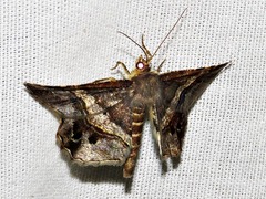 Chiasmia umbrata