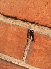 Osmia cornuta