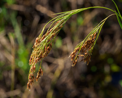 Rhynchospora microcarpa