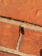 Osmia cornuta