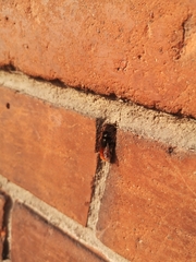 Osmia cornuta