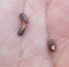 Stachytarpheta acuminata