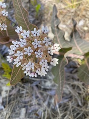 Asclepias humistrata image