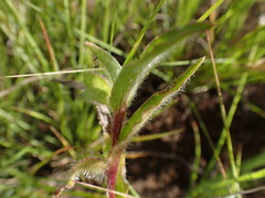 Commelina africana