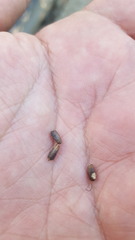 Stachytarpheta acuminata