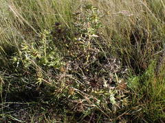 Berkheya onopordifolia
