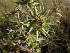 Berkheya onopordifolia