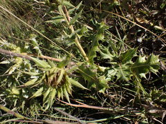Berkheya onopordifolia