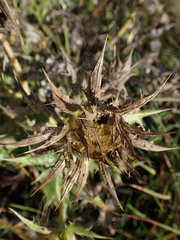 Berkheya onopordifolia