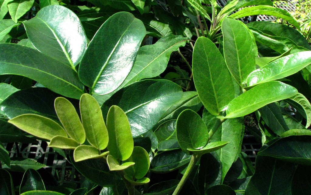 Polyscias flynnii
