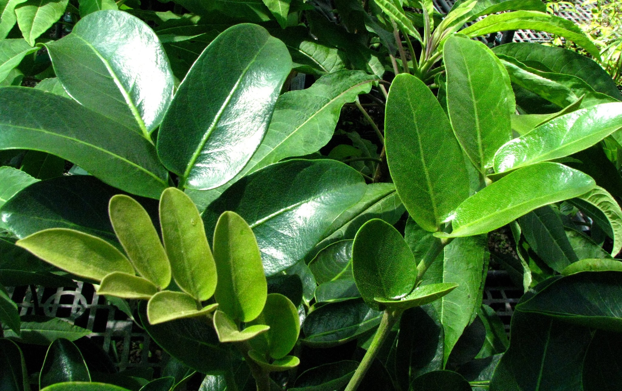 Polyscias flynnii