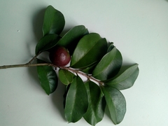 Psidium myrtoides