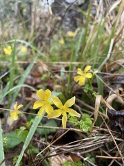 Oxalis colorea