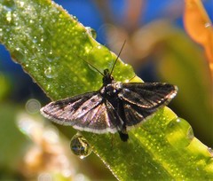 Heliothela wulfeniana