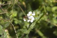 Andrena lagopus