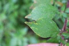 Hyalochilus ovatulus