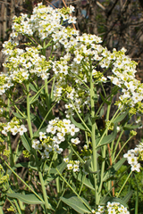 Armoracia sisymbrioides