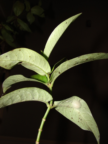Geniostoma triflorum