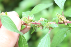 Hyalochilus ovatulus
