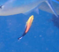 Labroides pectoralis