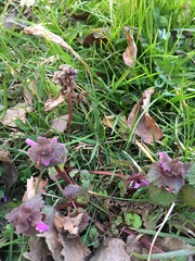 Lamium purpureum