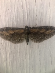 Eupithecia gilvipennata