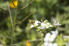 Andrena lagopus