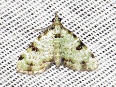 Piercia nimipunctata