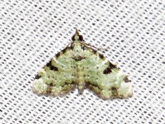 Piercia nimipunctata