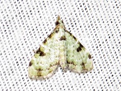 Piercia nimipunctata